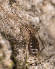 Cerobasis