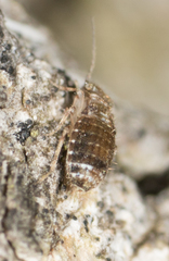Cerobasis