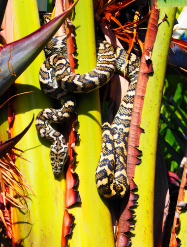 Coastal Carpet Python sighting