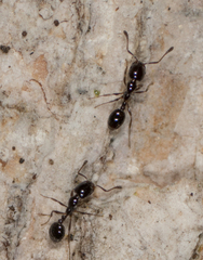 Monomorium ergatogyna