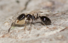 Monomorium ergatogyna