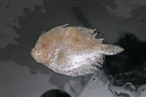 Pseudorhombus triocellatus observed 2025-02-13