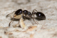 Monomorium ergatogyna
