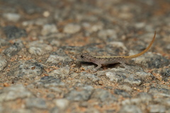 Cnemaspis mysoriensis