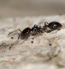 Monomorium ergatogyna