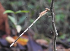 Lestes nodalis