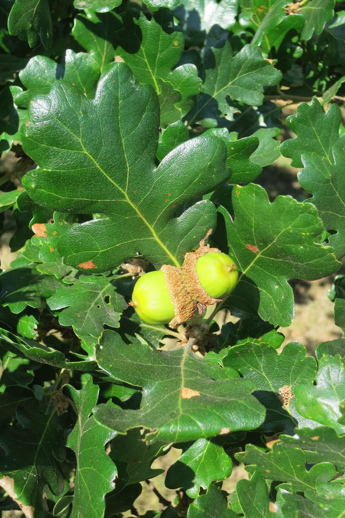 Quercus garryana var. garryana