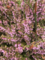 Erica intervallaris