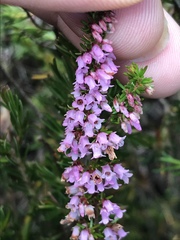 Erica intervallaris
