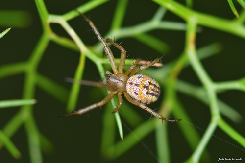 Cricket-bat Orbweaver
