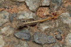 Cnemaspis mysoriensis