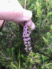 Erica intervallaris