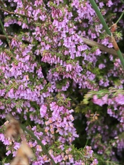 Erica intervallaris