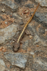Cnemaspis mysoriensis