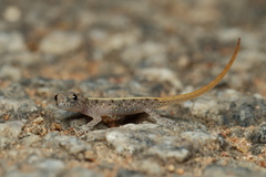 Cnemaspis mysoriensis