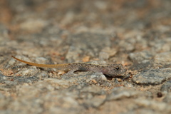 Cnemaspis mysoriensis