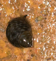 Littorina scutulata