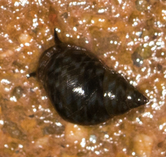 Littorina scutulata