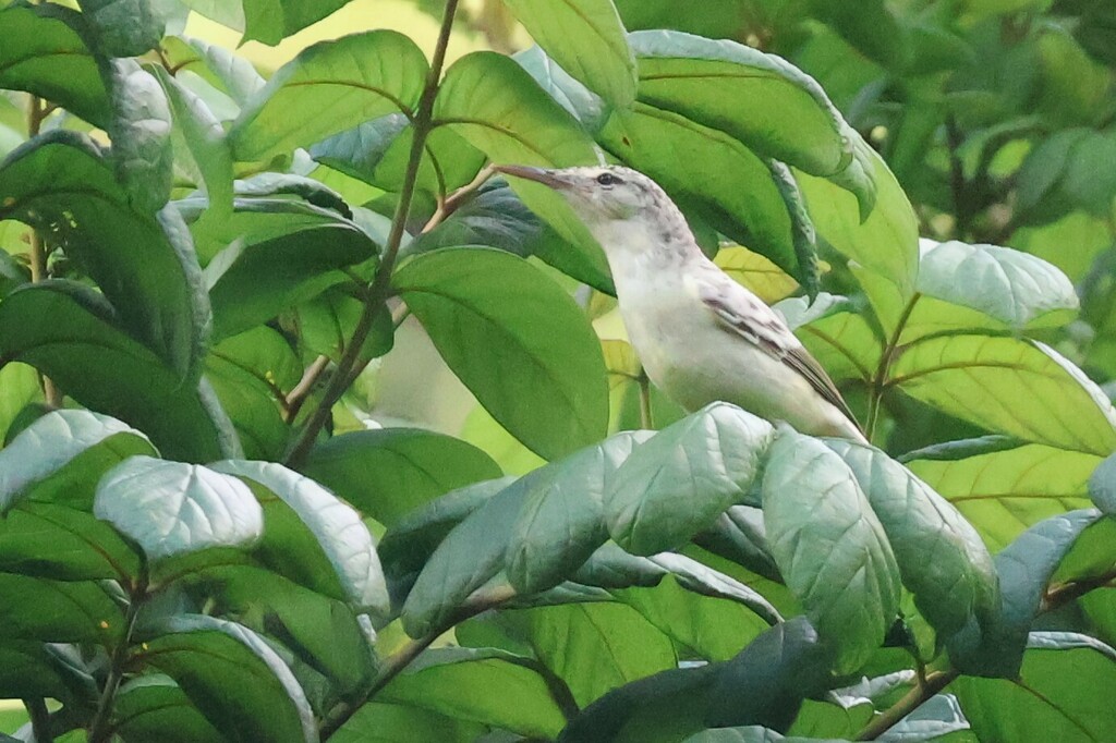 Tahiti Reed-warbler