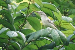 Tahiti Reed Warbler photo 3