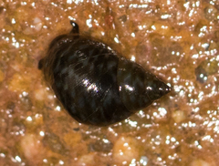 Littorina scutulata