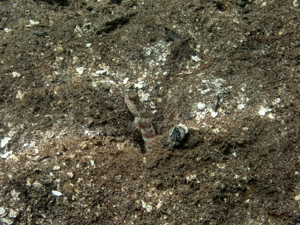 Leptocephalus Prawn-goby