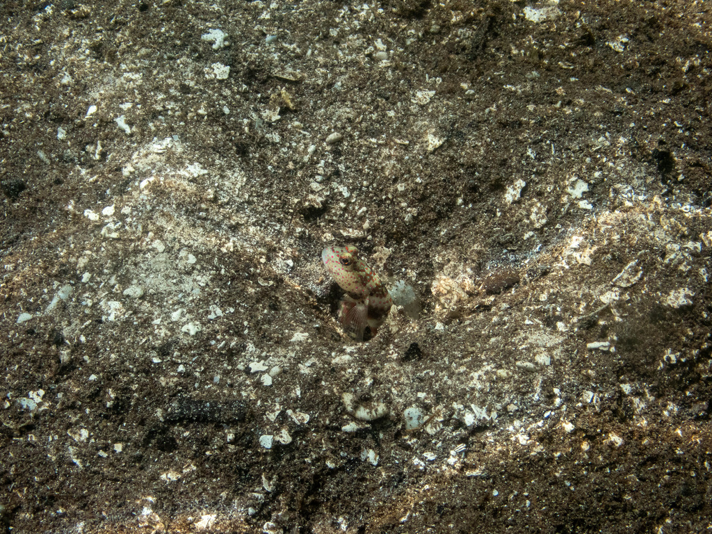 Leptocephalus Prawn-goby (Cryptocentrus leptocephalus)