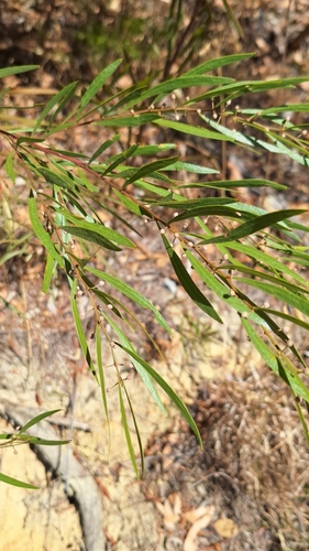 Image of Acacia verniciflua by no rights reserved