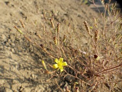 Benitoa occidentalis
