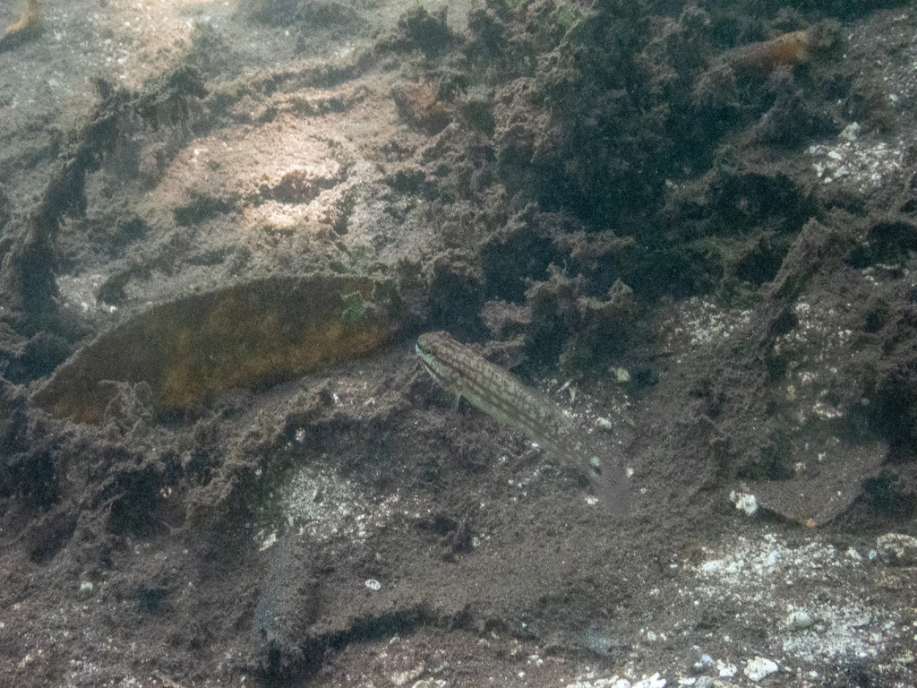 Buan Goby