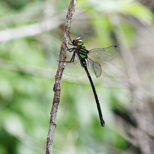 Australian Green-striped Darner photo 4