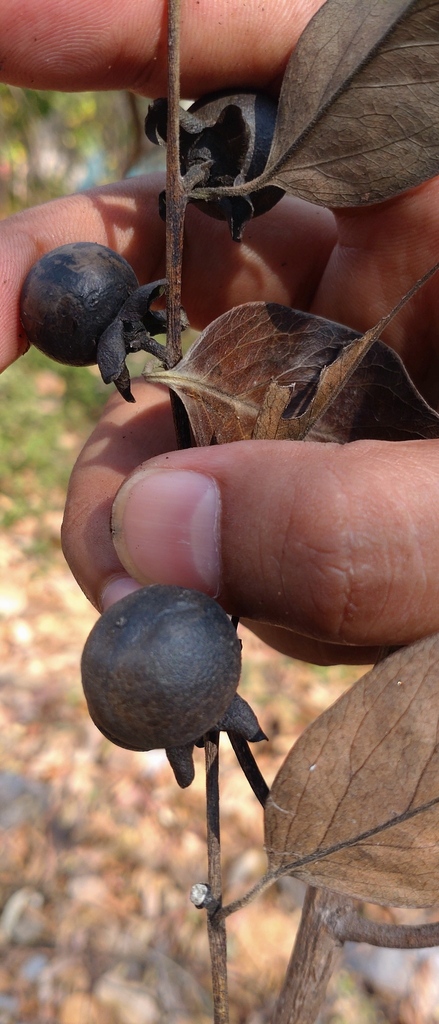 Mặc nưa – Diospyros mollis