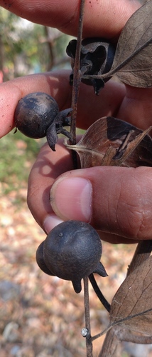 Diospyros mollis, photograph 4
