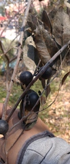 Utain Pummarin, CC BY, iNaturalist via GBIF Diospyros mollis, photograph Utain Pummarin, CC BY, iNaturalist via GBIF