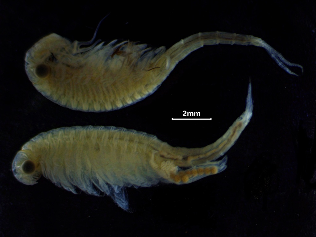 Purcell's Fairy Shrimp