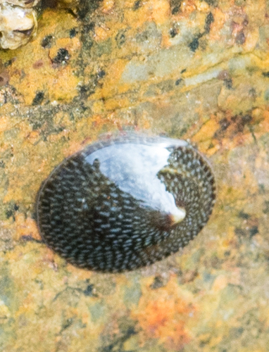 Lottia strigatella