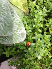 Coccinella septempunctata