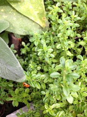 Coccinella septempunctata