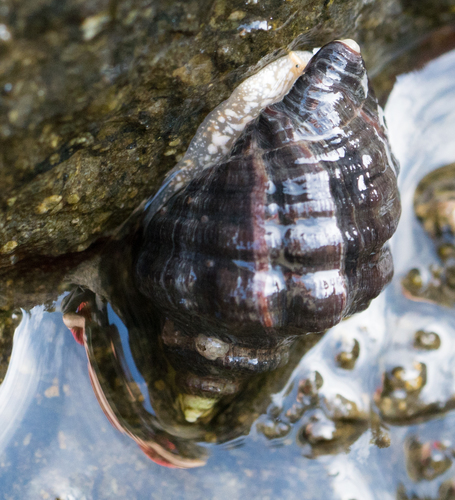 Mexacanthina lugubris