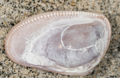 Donax gouldii
