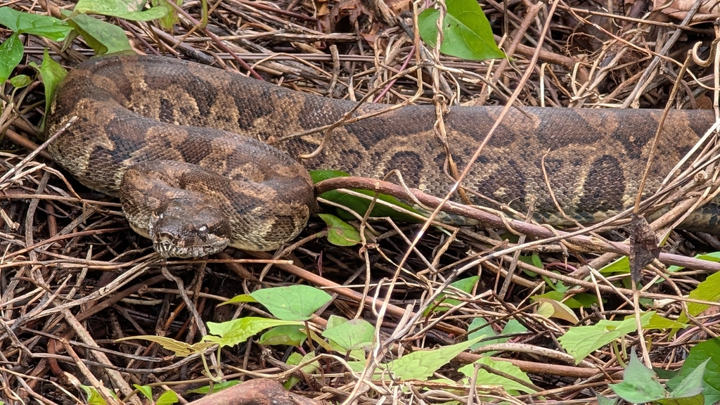 Clouded Boa Constrictor