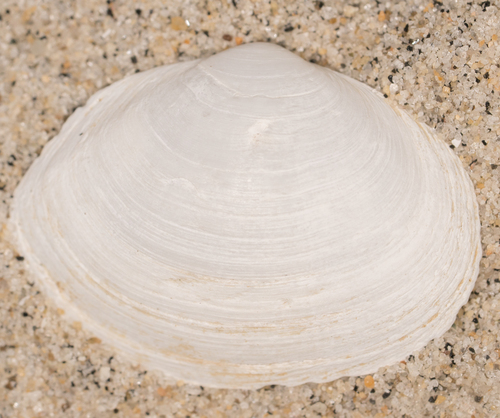 Tellinidae