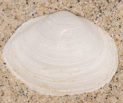Tellinidae