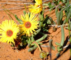 Cephalophyllum tricolorum