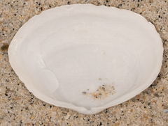 Tellinidae