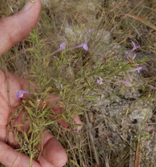 Hedeoma reverchonii