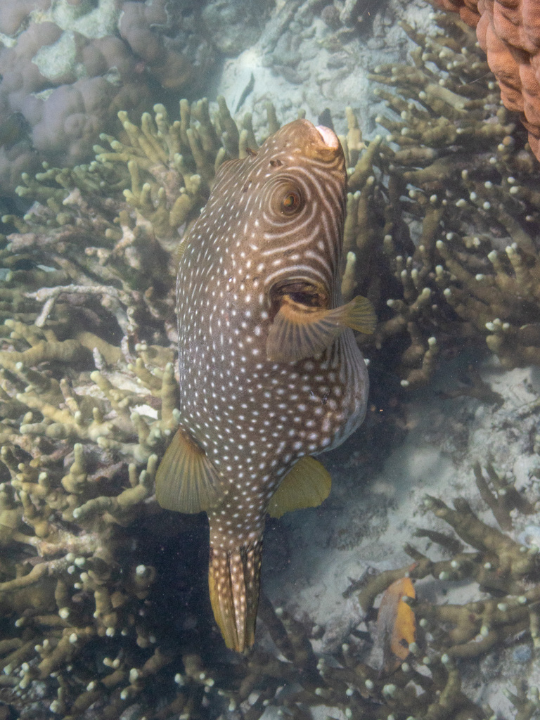 Reticulated pufferfish