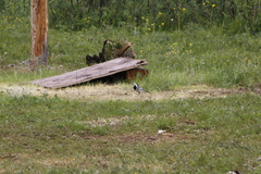 Motacilla alba baicalensis