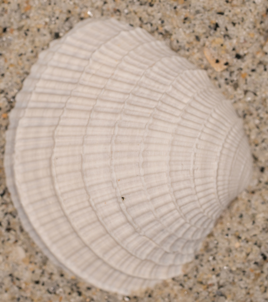 California venus