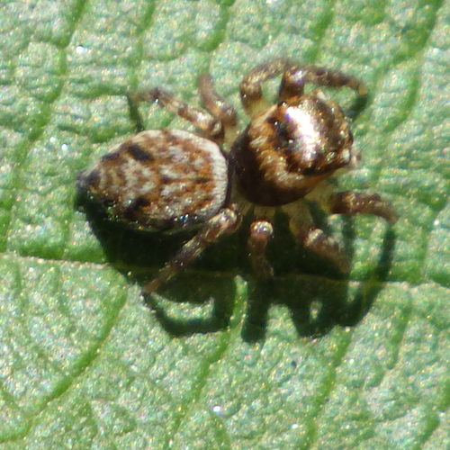 Hoy's Jumping Spider